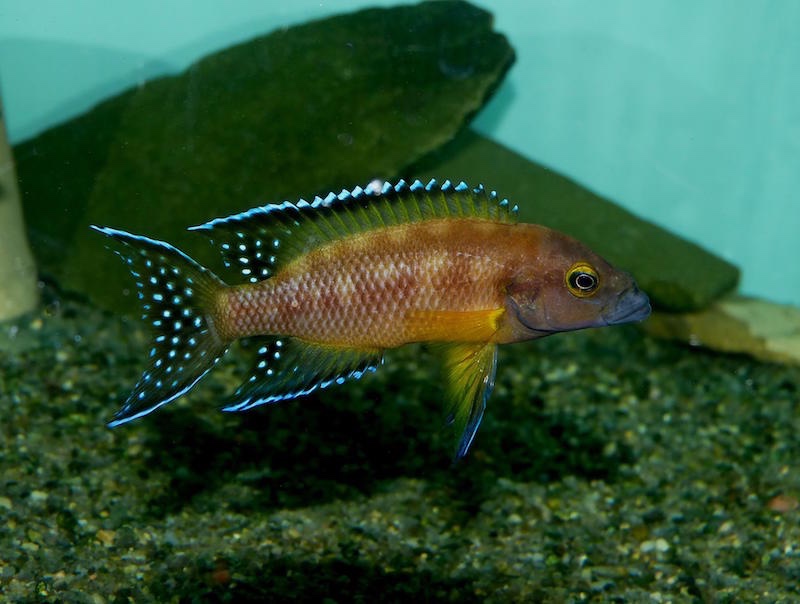 Neolamprologus buescheri 'Kamakonde'